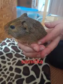 Samička