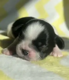 Shih-tzu s PP, pejsci