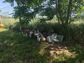 Sibiřský husky s PP