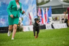 Štěňátka dobermana s průkazem původu FCI ihned k obděru