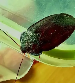 Šváb smaragdový (Corydidarum magnifica)