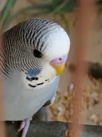 Andulky