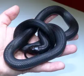 Lampropeltis nigrita