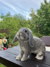 Zakrslý beran divoce modrý