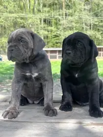 Otevřena rezervace na nový vrh štěňat Cane Corso s PP FCI