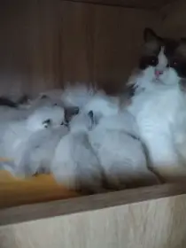 Koťata Ragdoll s PP