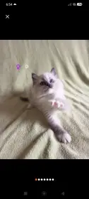 Ragdoll s PP