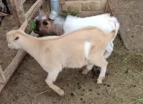 Zoo Plzeň prodá kozy a kozlíky