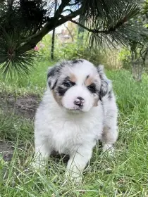 Bella
