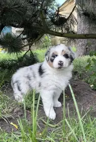 Bella