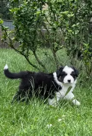 Barney