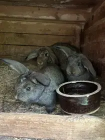 Prodám beraní mláďata