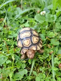 Želva pardálí (Stigmochelys pardalis)