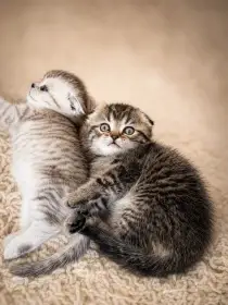 Skotsky klapouchý kocourek s PP, scottish fold