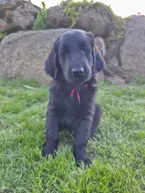 Štěňátko Flat coated retriever