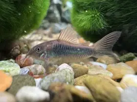 Pancéřníček zlatopásý/aeneus/schultzei - corydoras