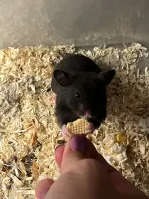 Mláďata křeček syrský (zlatý)