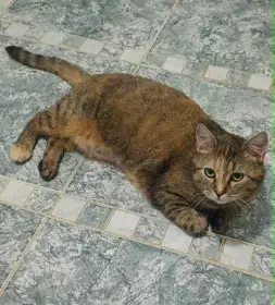 Kočička Timi hledá nový domov