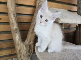 Mainská mývalí koťata - 3 volní kocourci