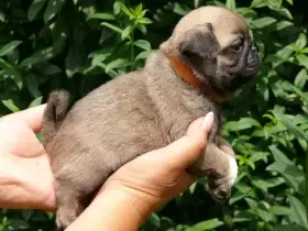 Mops - Štěňátka
