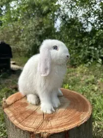Zakrslý beránek