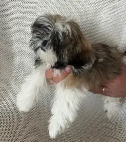 Shih-tzu