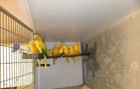 Predám guaruba guarouba