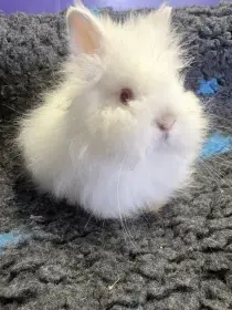 Zakrslý teddy