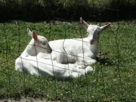 Kůzlata, kozička, kozlík na chov