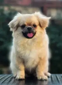 Freya