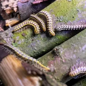 Mnohonožky Antheromorpha uncinata (varianta yellow)