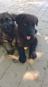 fenka