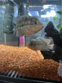 Flowerhorn Red Kamfa pár