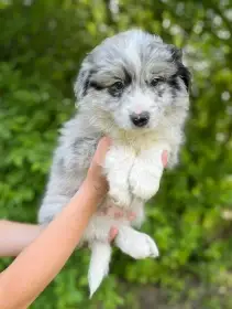 Krásný blue merle pejsek Celestial Mist Stormy Mind