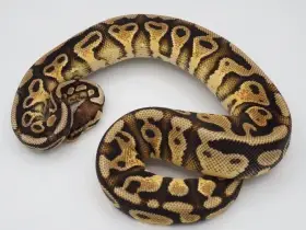 3#