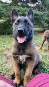 Pejsek malinois