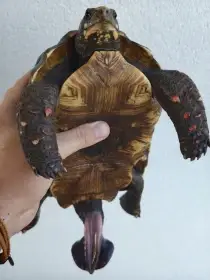 Pár želv uhlířských - 1,1 chelonoidis carbonaria