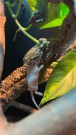 1.1 Bothriechis Schlegelii