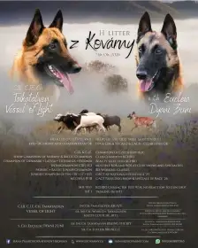 Belgický ovčák – Malinois