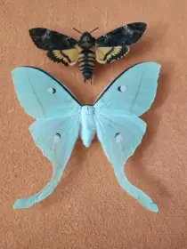 Prodej kukel Actias selene