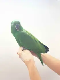 Eklektus polychloros