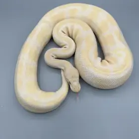 0.1 Lavender Albino Het Piebald