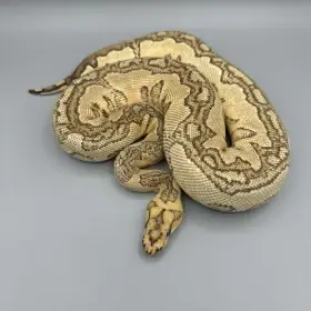 0.1 Red Stripe Yellow Belly Fire Clown