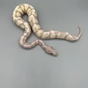 0.1 Banana Scaleless