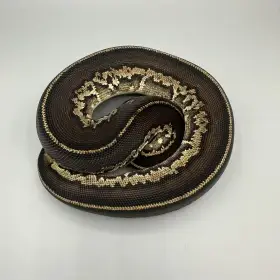 0.1 Leopard Black Head Mojave 66% Het Clown 50% Het Pied