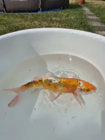 KOI kapr 35 cm Doitsu Kikusui/Hariwake