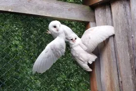 (Tyto alba) – leucistic