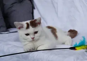 Britská koťátka s PP