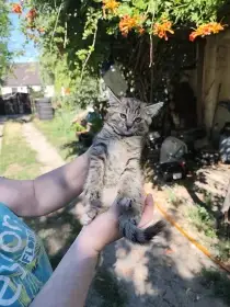 Krásná koťátka