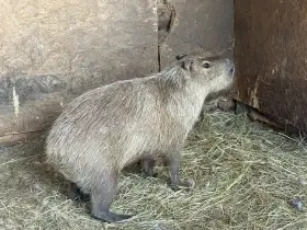 Kapybara samička